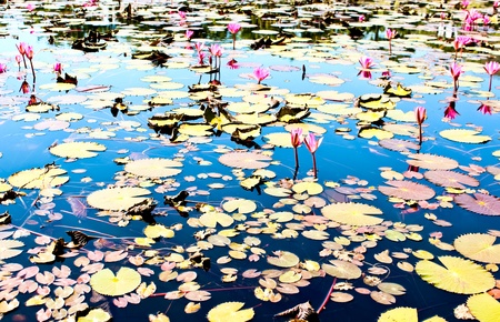 pink water lily の写真素材