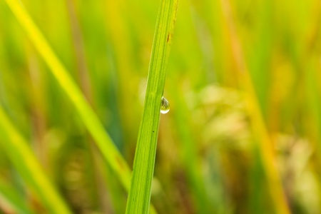 Close-up of the water droplet on a rice plant の写真素材