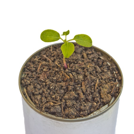 Green plant in can isolated on white background の写真素材