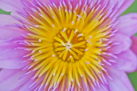 Close-up of Beautiful Purple lotus, Thailandの写真素材