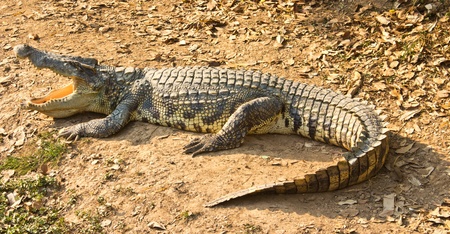 Crocodile from the side viewの写真素材