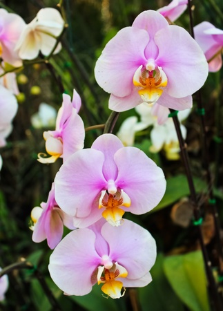 Beautiful Purple Orchid, Phalaenopsis hybrids の写真素材