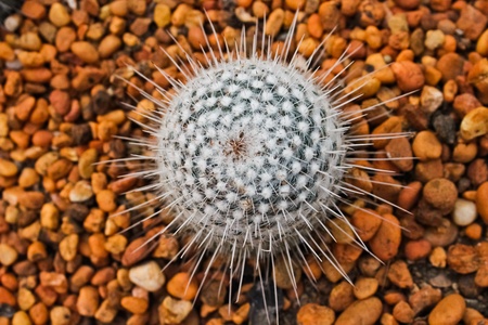 Cactus on the gravel  top view の写真素材