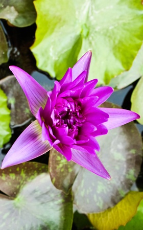 The purple lotus in swampの写真素材