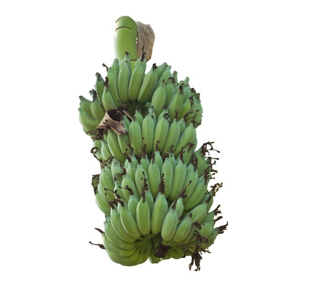Green bananas on a tree isolated on white の写真素材