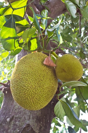   Jackfruit on the tree の写真素材