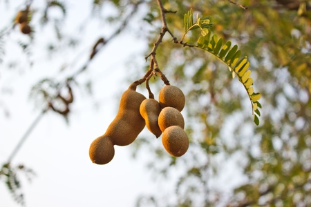 Tamarind on the tree,Thailand の写真素材