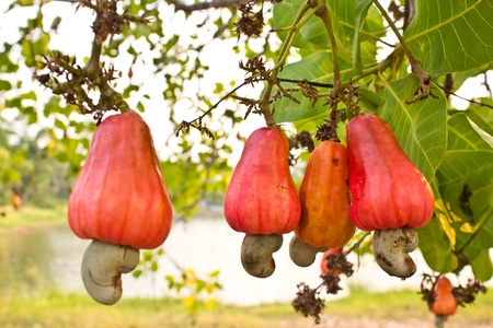 Cashew nuts growing on a tree  This extraordinary nut grows outside the fruit の写真素材