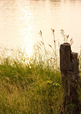 The old tree stump on a pool in the glow of the setting sun の写真素材