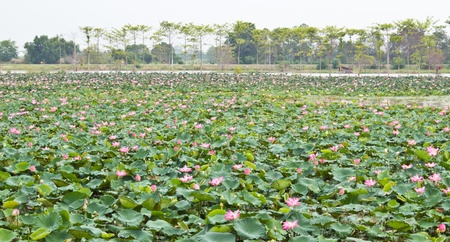 lotus pond の写真素材