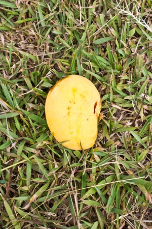 Mango in grass の写真素材