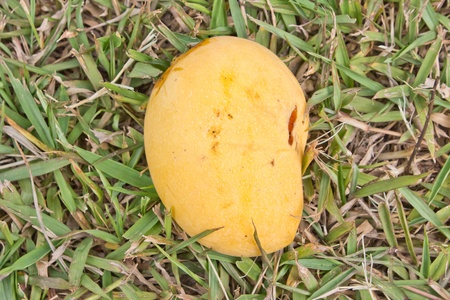 Mango in grass の写真素材