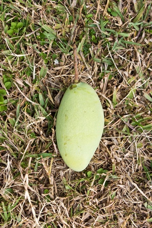 Mango in grass の写真素材