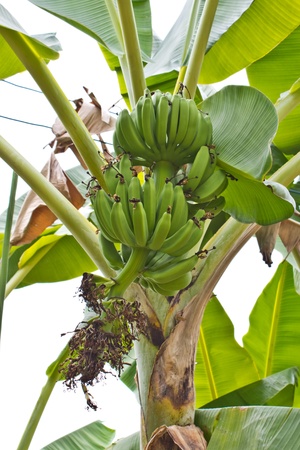 Close up shot of a head of bananas on a banana tree の写真素材