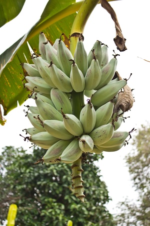 Close up shot of a head of bananas on a banana tree の写真素材