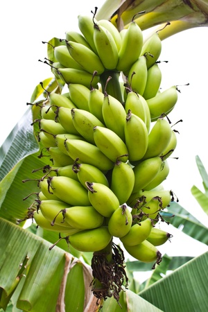 Close up shot of a head of bananas on a banana tree の写真素材