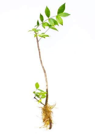 Tree with root isolated on whiteground の写真素材