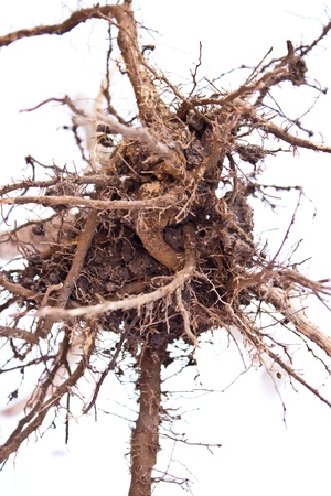 Tree with root isolated on whiteground の写真素材