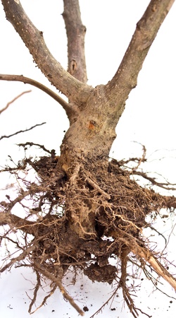 Tree with root isolated on whiteground の写真素材