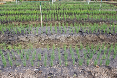 vegetable farm of harvesting green onionの写真素材