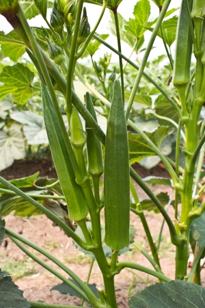 okra on treeの写真素材