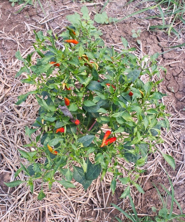 Pepper plantationsの写真素材