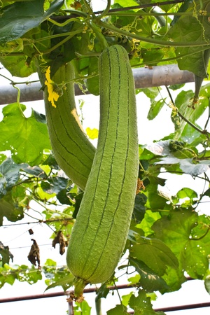 Closeup view of mature zucchini の写真素材