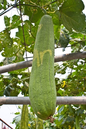 Closeup view of mature zucchini の写真素材