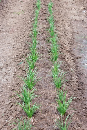 Celery vegetable in garden の写真素材