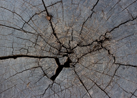 Top view of a tree stump の写真素材