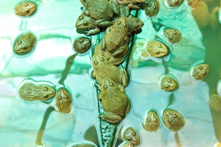 many common frog closeup in pondの写真素材