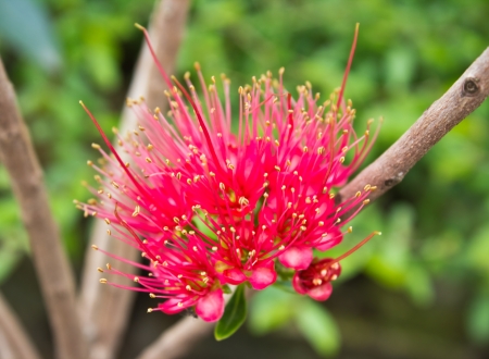 Red needle flower on treeの写真素材