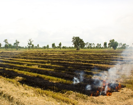 Fire was burning straw  Rice straw left over from the harvest was burned の写真素材