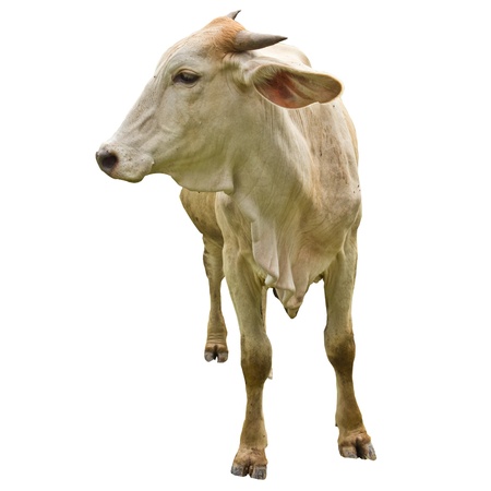 Thai native cattle on whitegroundの写真素材