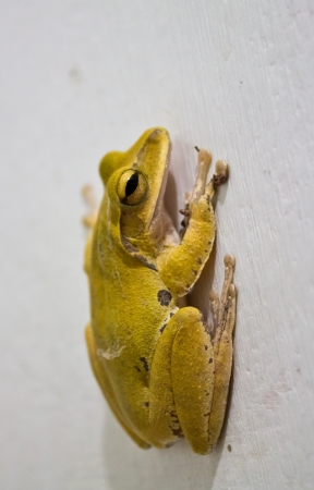 Close-up photo toadの写真素材