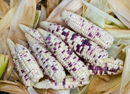 Freshly harvested corn waxy.の写真素材