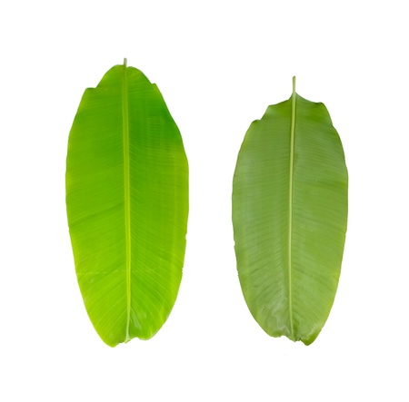 Green fresh banana leaf isolated  on  white backgroundの写真素材