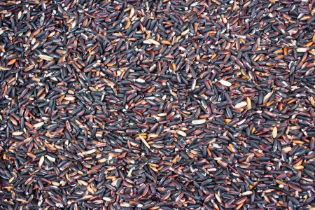Background Grain black jasmine rice.の写真素材