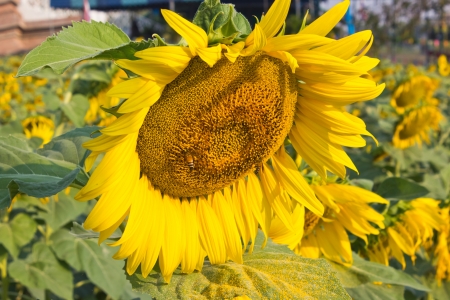 Close up of bee on sunflower in gardenの写真素材