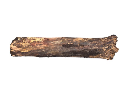 Close-up of Isolated stub log with old wooden textureの写真素材