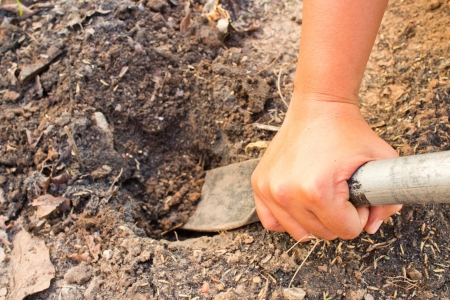 Hands were digging with spades.の写真素材