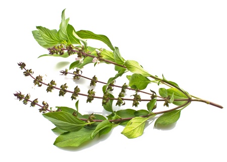 Blossoming basil on a white background  It is herb の写真素材