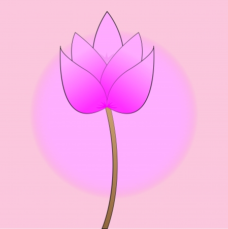 pink lotus blossom on a pink backgroundの写真素材