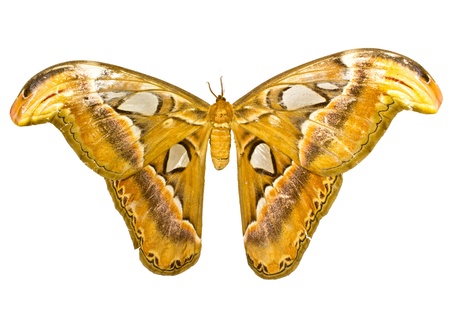 Atlas Moth (Attacus atlas) isolated on white backgroundの写真素材
