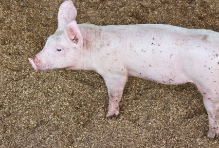 Side view of a pig on a farmの写真素材