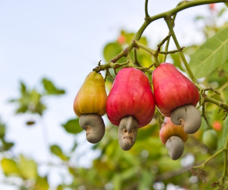 Cashew nuts growing on a tree This extraordinary nut grows outside the fruit