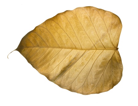 Dry Bo leaves isolated on a whiteの写真素材