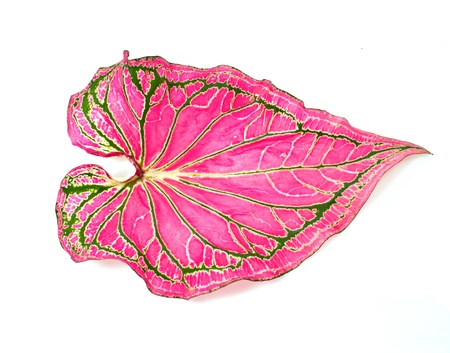 a Caladium leaves on a white backgroundの写真素材