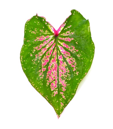 a Caladium leaves on a white backgroundの写真素材