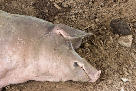 Closeup of sleeping pig on a ground